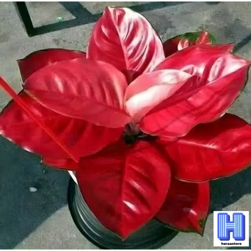 Aglaonema Suksom Jaipong / Aglonema Suksom Jaipong heraastore nursery / Aglonema Suksom Jaipong (Tan