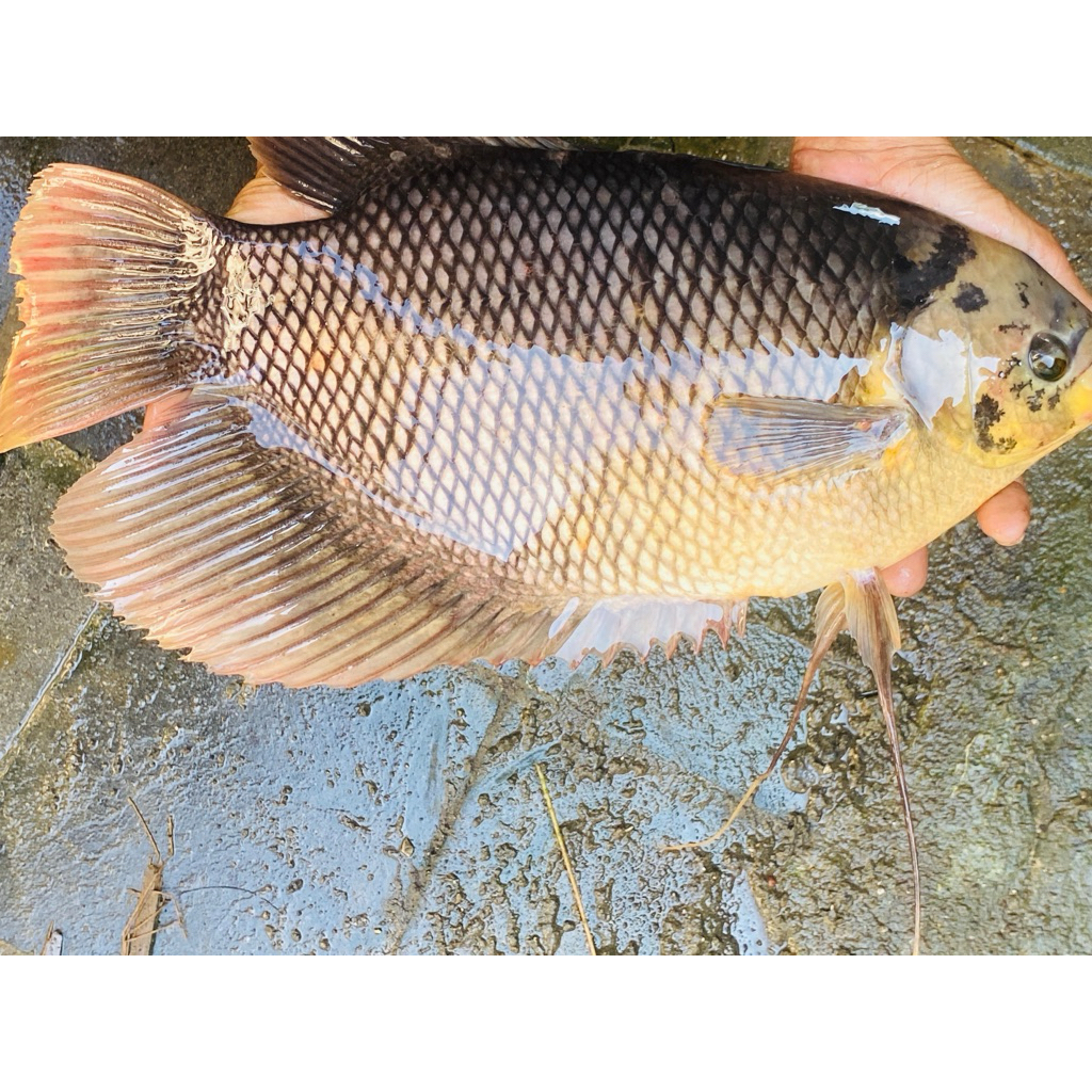 Ikan Gurame  SEGAR  500-2000 Gram. Boleh Dibersihkan/Tidak Dibersihkan