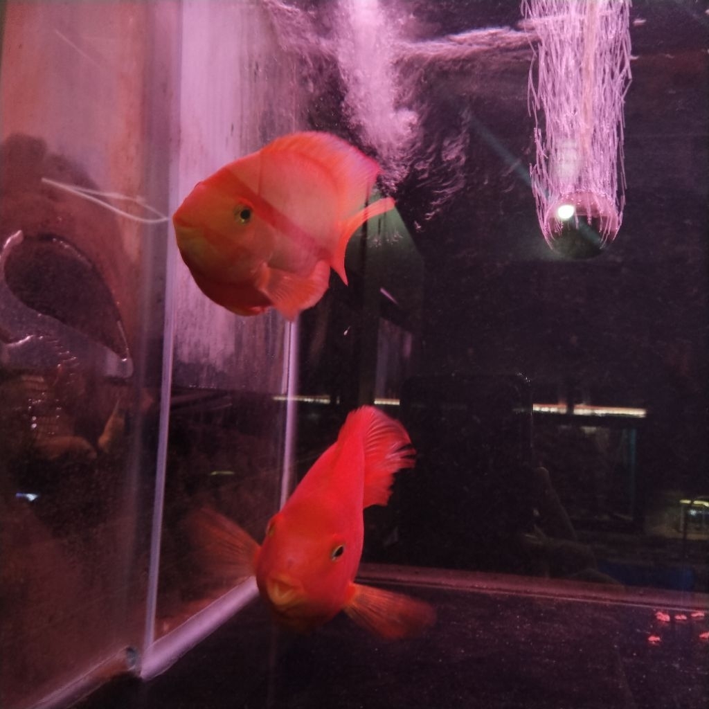 Red Parrot Jumbo Size 20cm – Ikan Hias Air Tawar Koleksi Premium