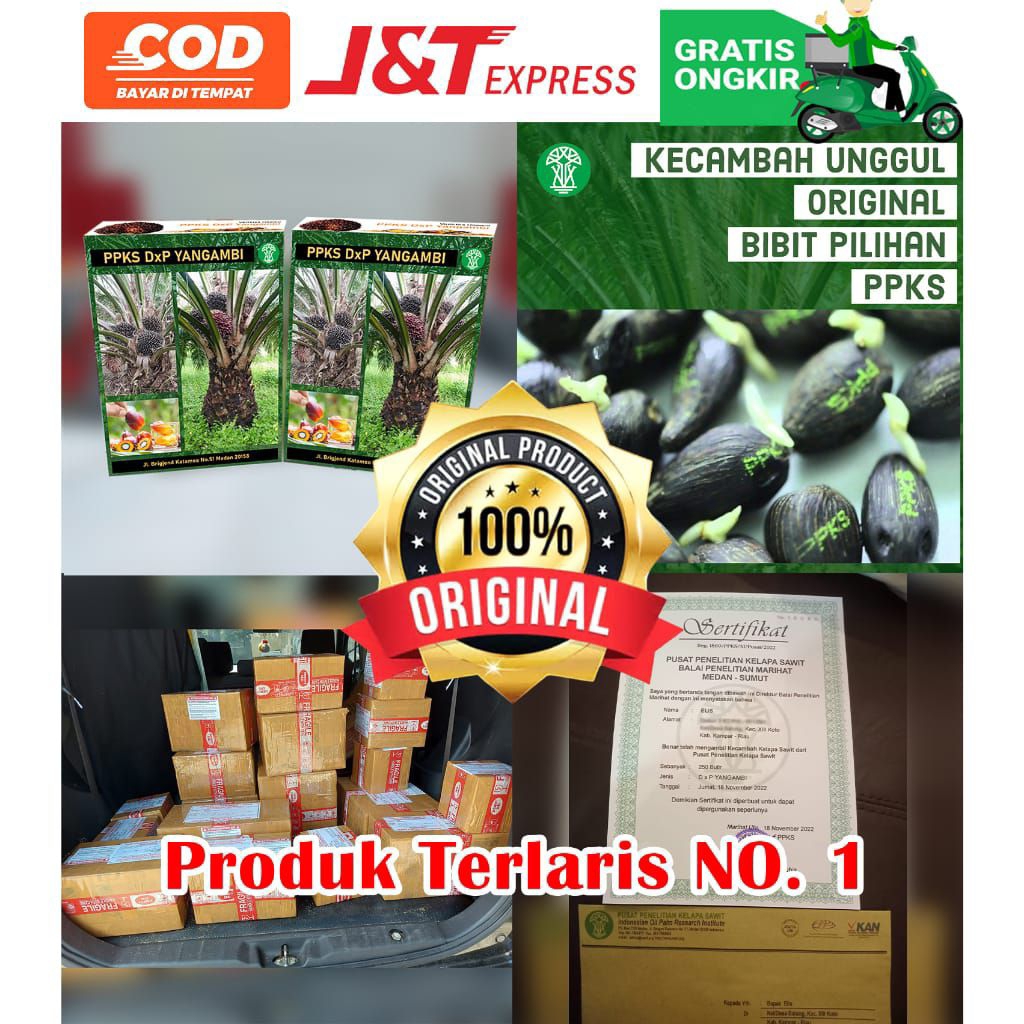 Kecambah sawit unggul bersertifikat premium