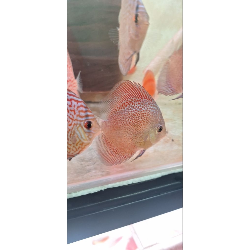 hiasan aquarium discus scrable snake skin