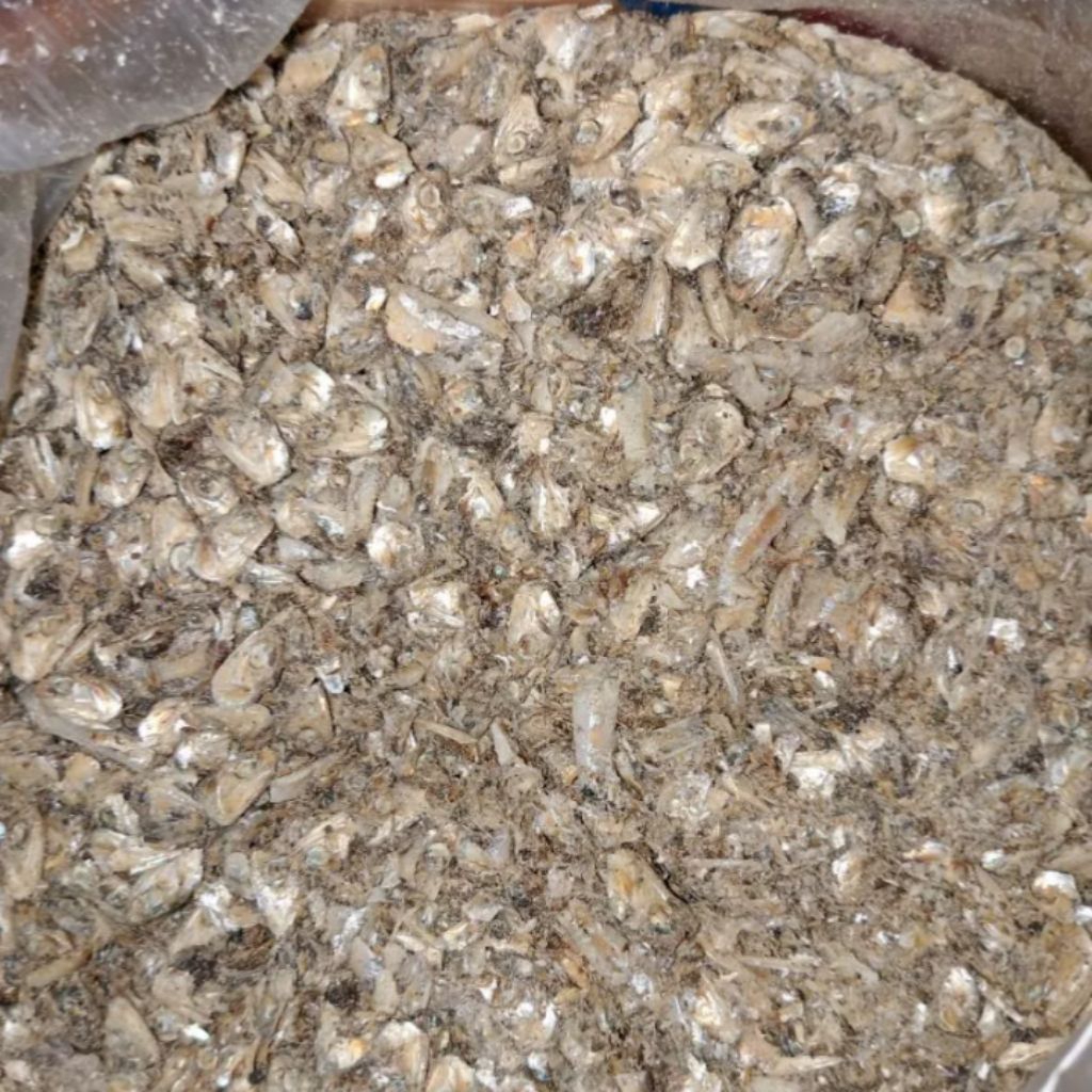 Limbah ikan teri pakan hewan dan Ikan Asin Kepala Batu Belah