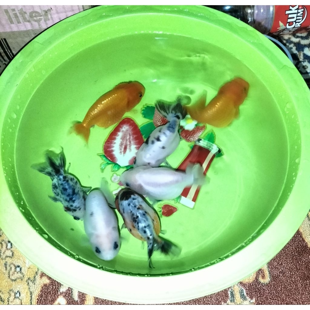 Ikan Koki Rancu Size 10cm