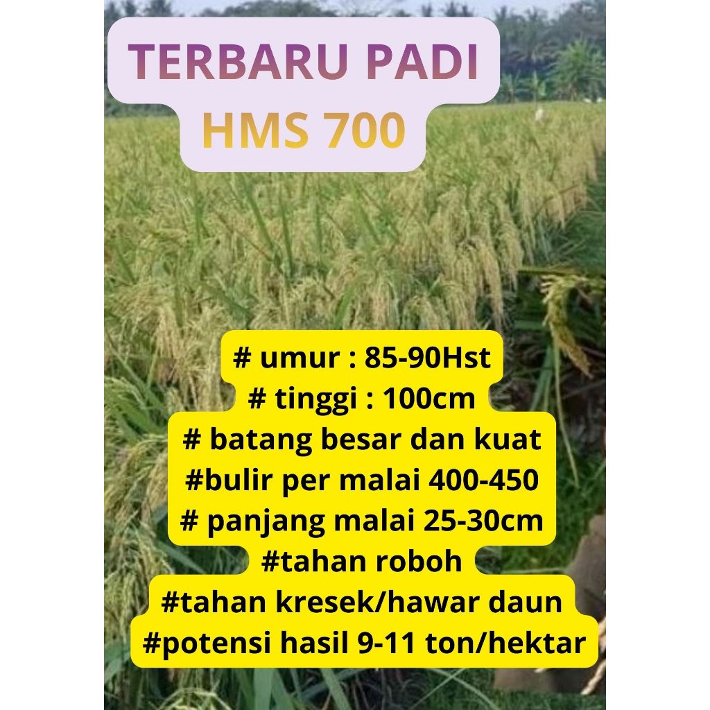 Bibit Benih Padi HMS 700 Original Kemasan 5 Kg