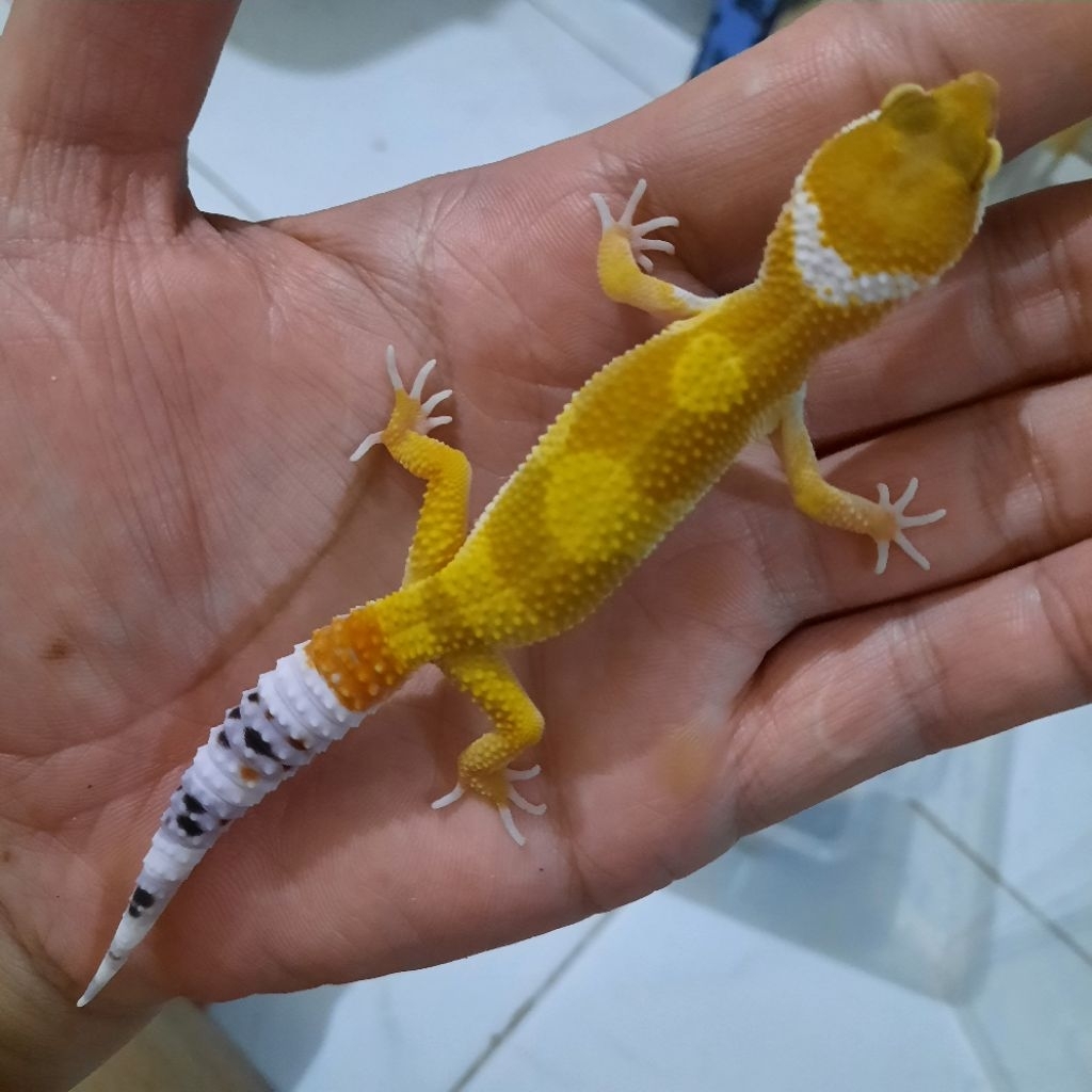 mainan Anak Baby Gecko leopard SHTCTB D