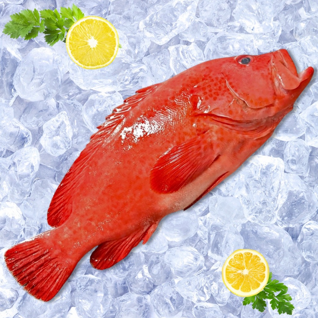 Ikan Kerapu Merah Frezen Kerapu Merah segar 500 - 1kg