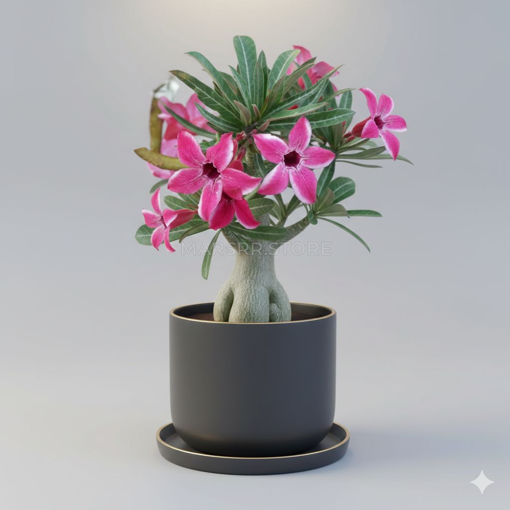 Bibit tanaman hias Adenium Kamboja somalense