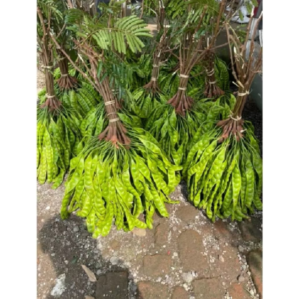 bibit petai batang besar asal okulasi