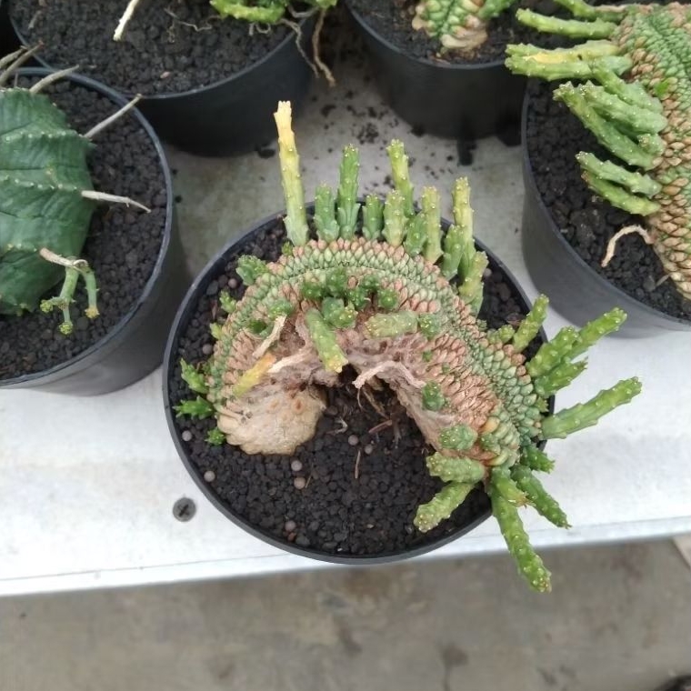 kaktus sukulen// euphorbia caput medusa cristata