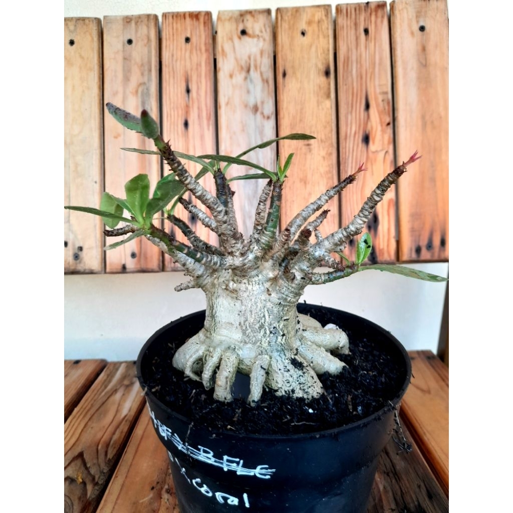 Adenium Arabicum Godji x Coral Prokar