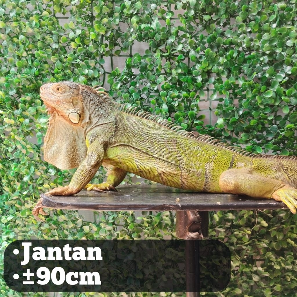 pelet Iguana Jantan Green 90cm