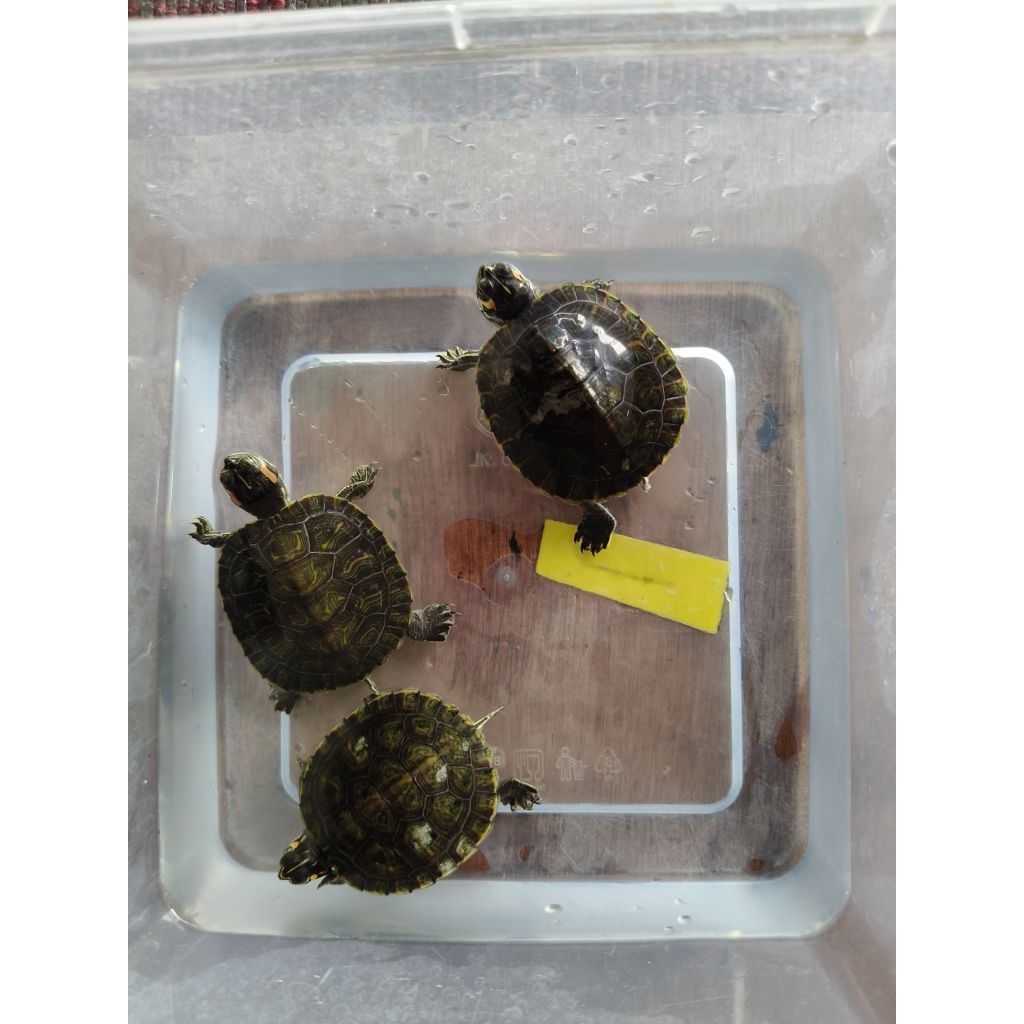 Pelet Kura YellowBelly Hybrid