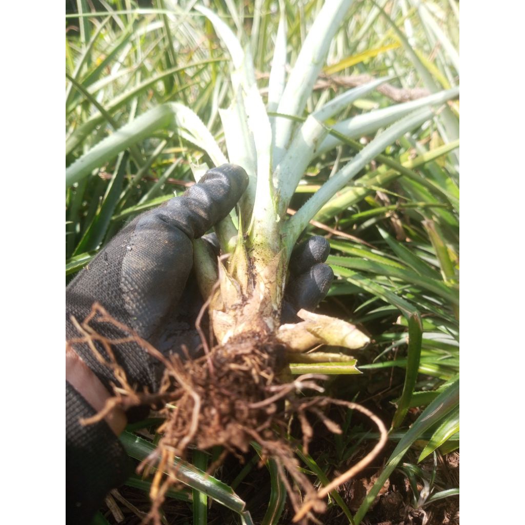 Bibit Nanas madu belik Pemalang, nanas madu manis