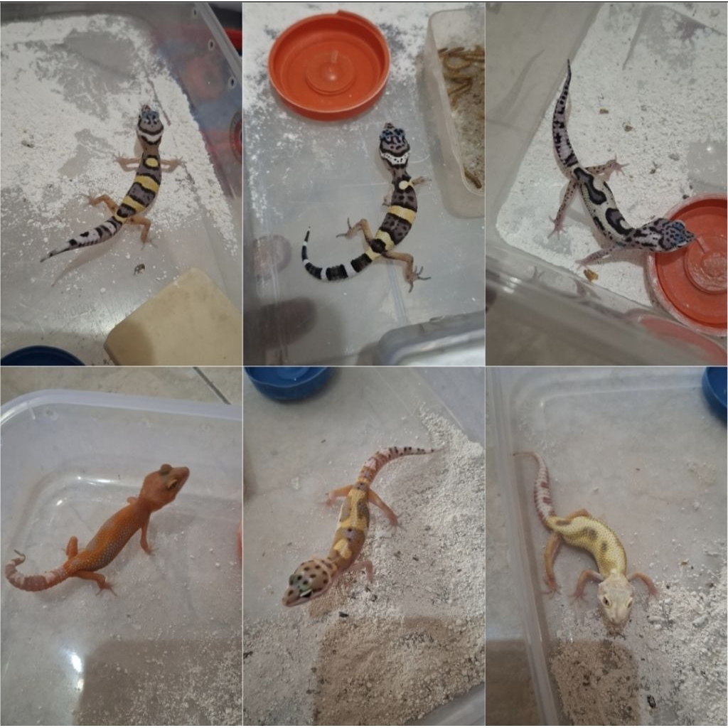 Aksesoris mainan Leopard Gecko Baby