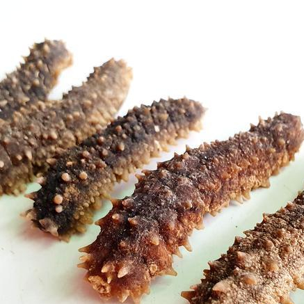 Teripang Duri Kering Besar Kualitas Grade A Super Haisom Tebal Kenyal