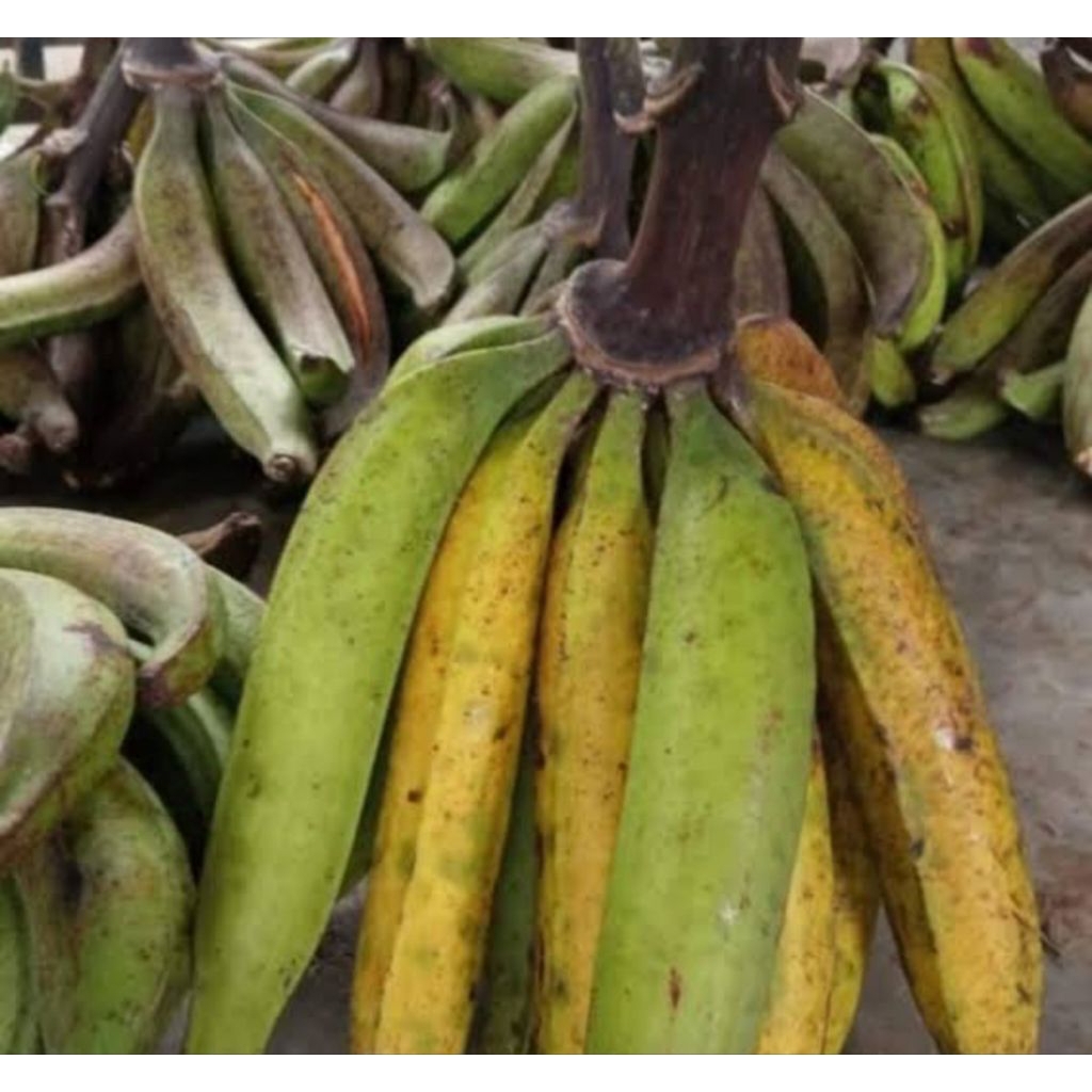 2 biji pisang galek atau pisang tanduk ukuran sedang setengah matang