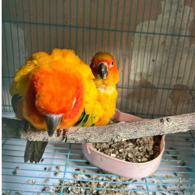 Sun conure SC indukan PROVEN DNA lengkap