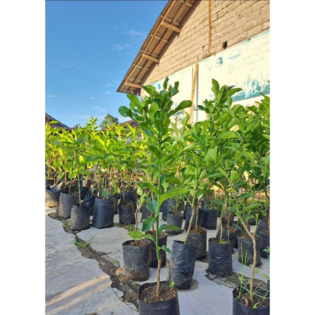 Bibit Tanaman Jeruk Nipis, Purut, Limau, Bali