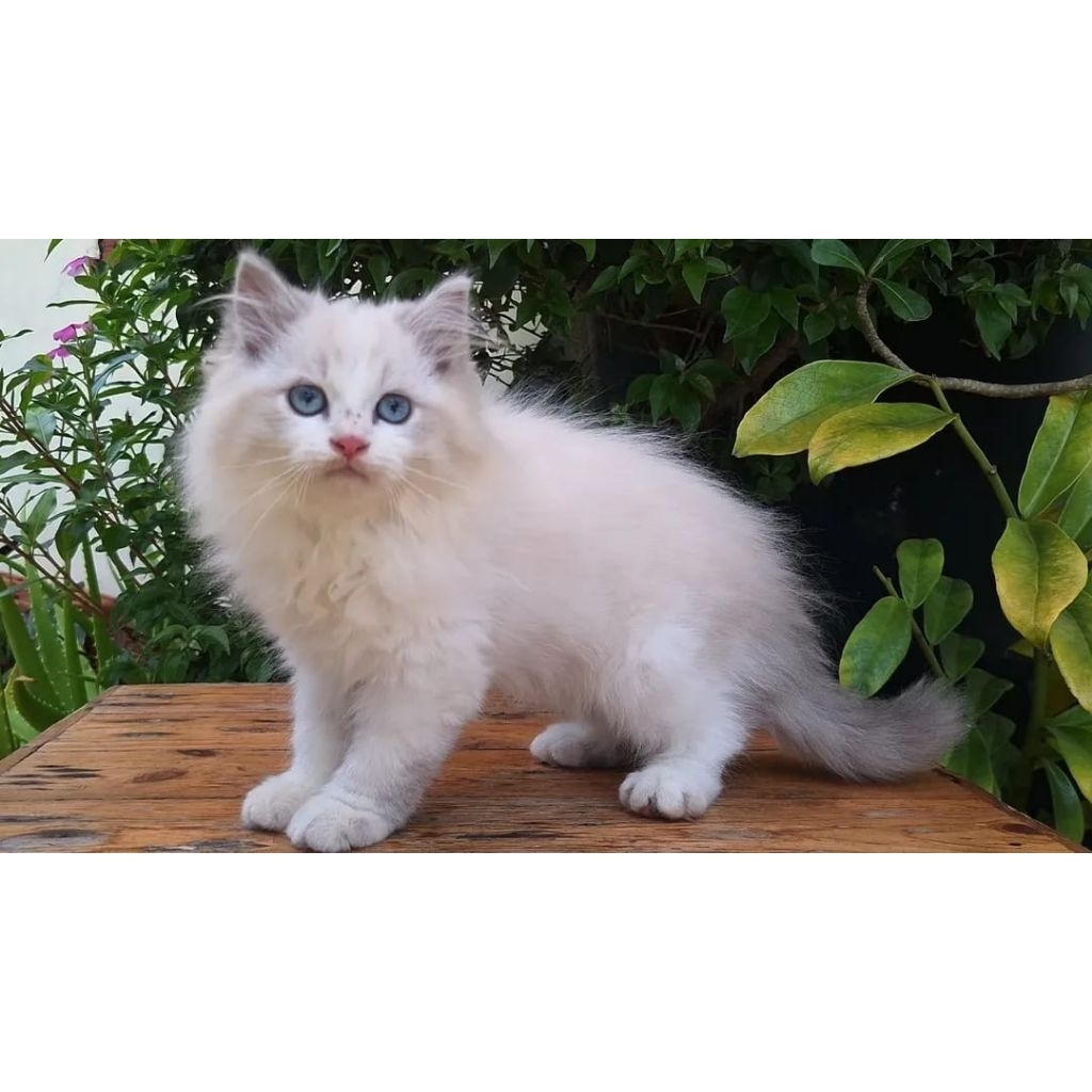 KUCING RAGDOLL MIX JANTAN 3 BULAN LUCU