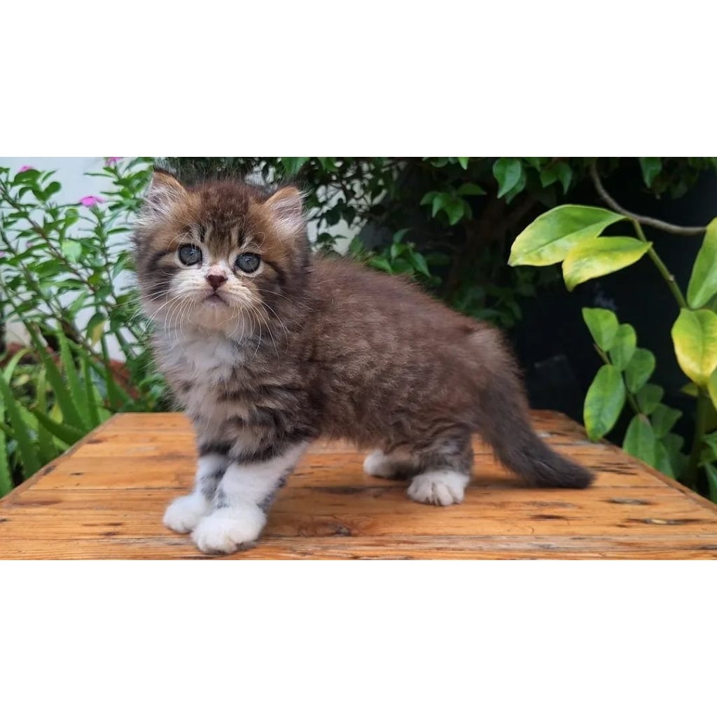 KUCING PERSIA MEDIUN JANTAN 2 BULAN BICOLORTABBY
