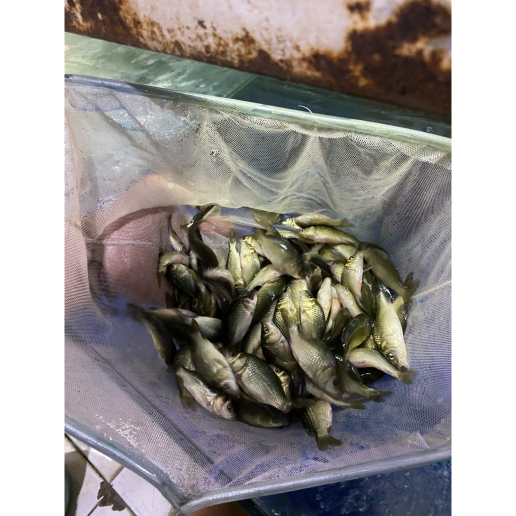 ikan mas pakan / ikan mas kecil kecil