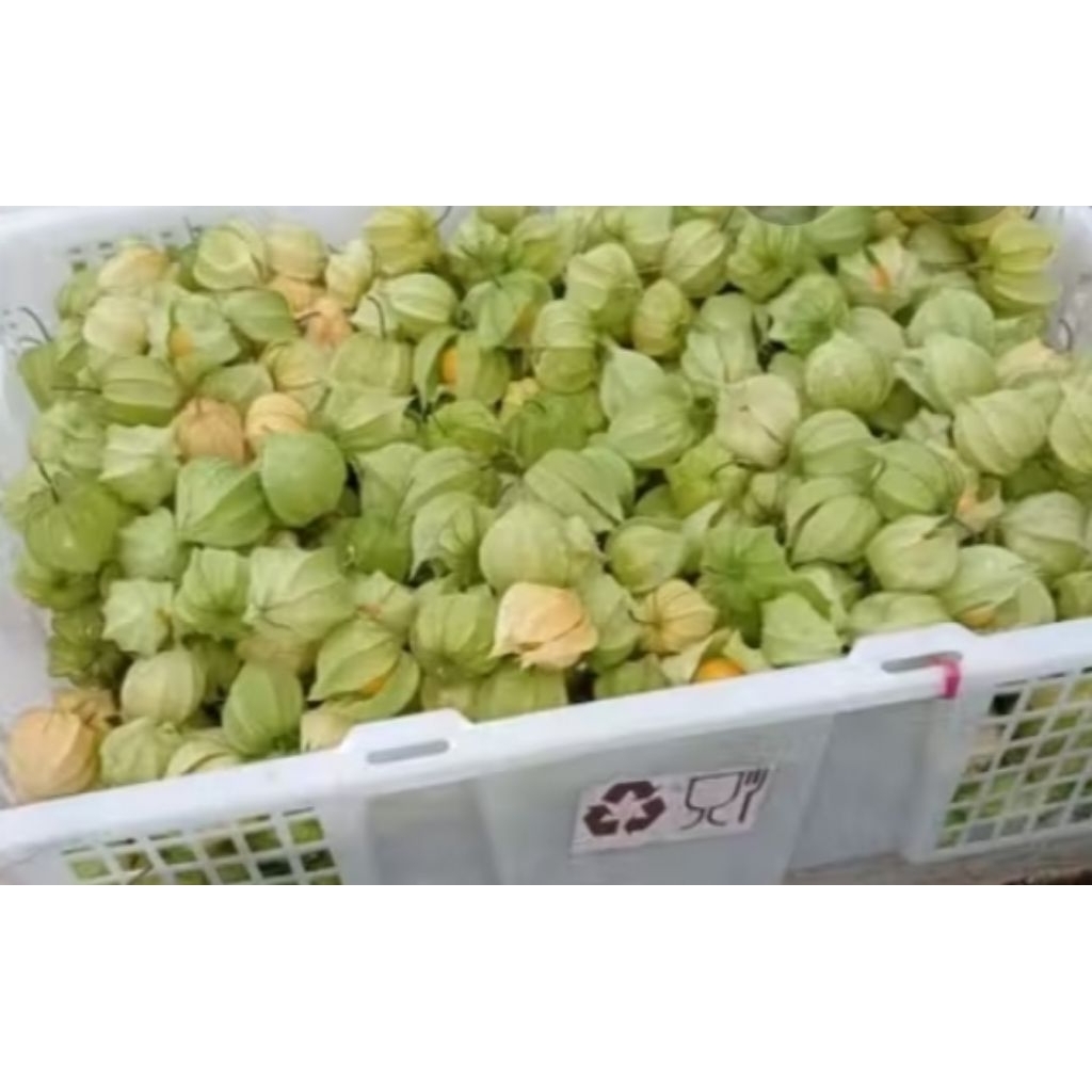 Buah Ciplukan Matang 250 Gram Belum kupas Untuk Menjaga kesehatan Penglihatan