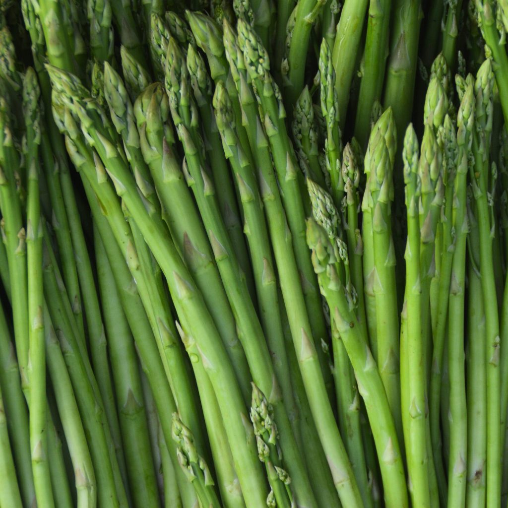 Benih Sayur Asparagus