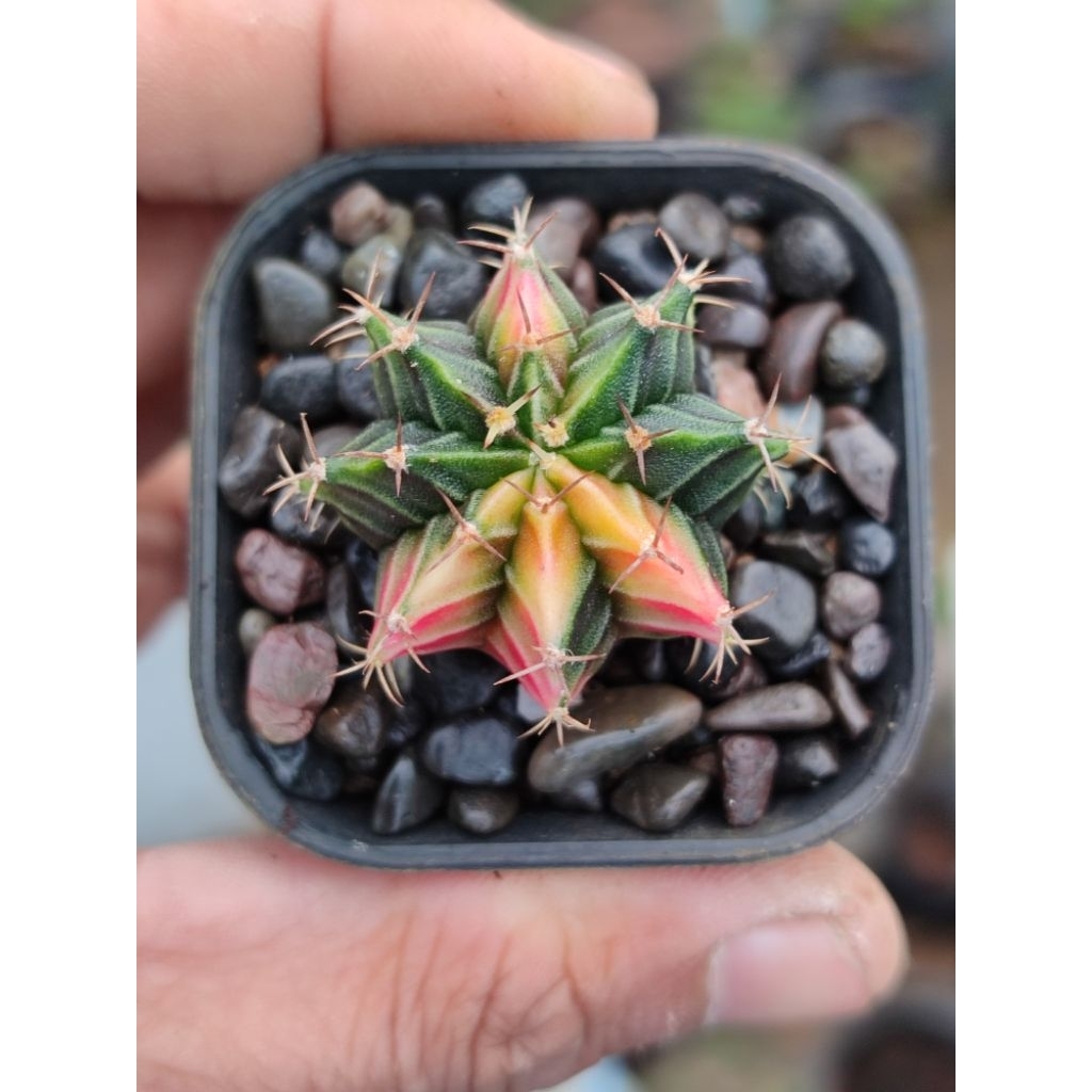 Lb hybrid varigata seedling