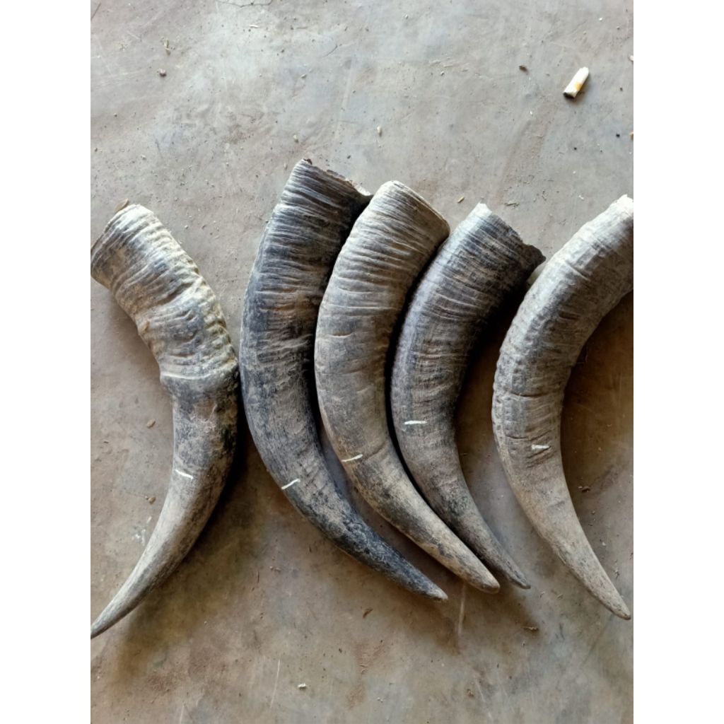 tanduk kerbau betina padat 18-20 cm