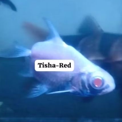 kaviat platinum sb unik kapiat platinum sb short body tankmate unik