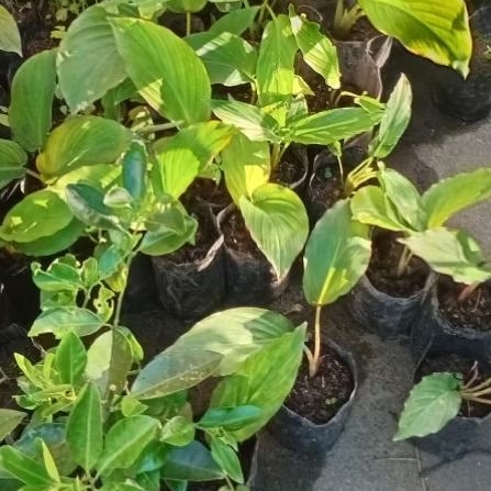 Bibit Kunyit Hitam Asli