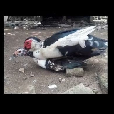 Kapsul Hormon Kawin Entok 25 Kapsul | Obat Hormon Entok Jantan | Kapsul Entok Kawin