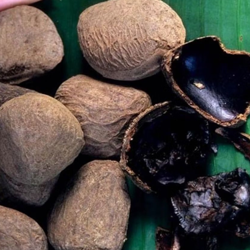Kluwak Pucung Kepayang 500 Gram 1.kg Bumbu Rawon  Sudah Matang Hitam Siap Di Masak