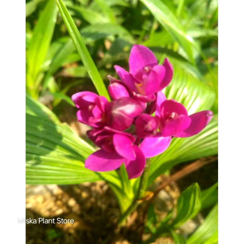 Tanaman Hias Anggrek Tanah Mini Ungu