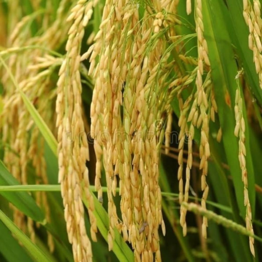 benih padi Inpari 6 jete kemasan 5kg kualitas unggul