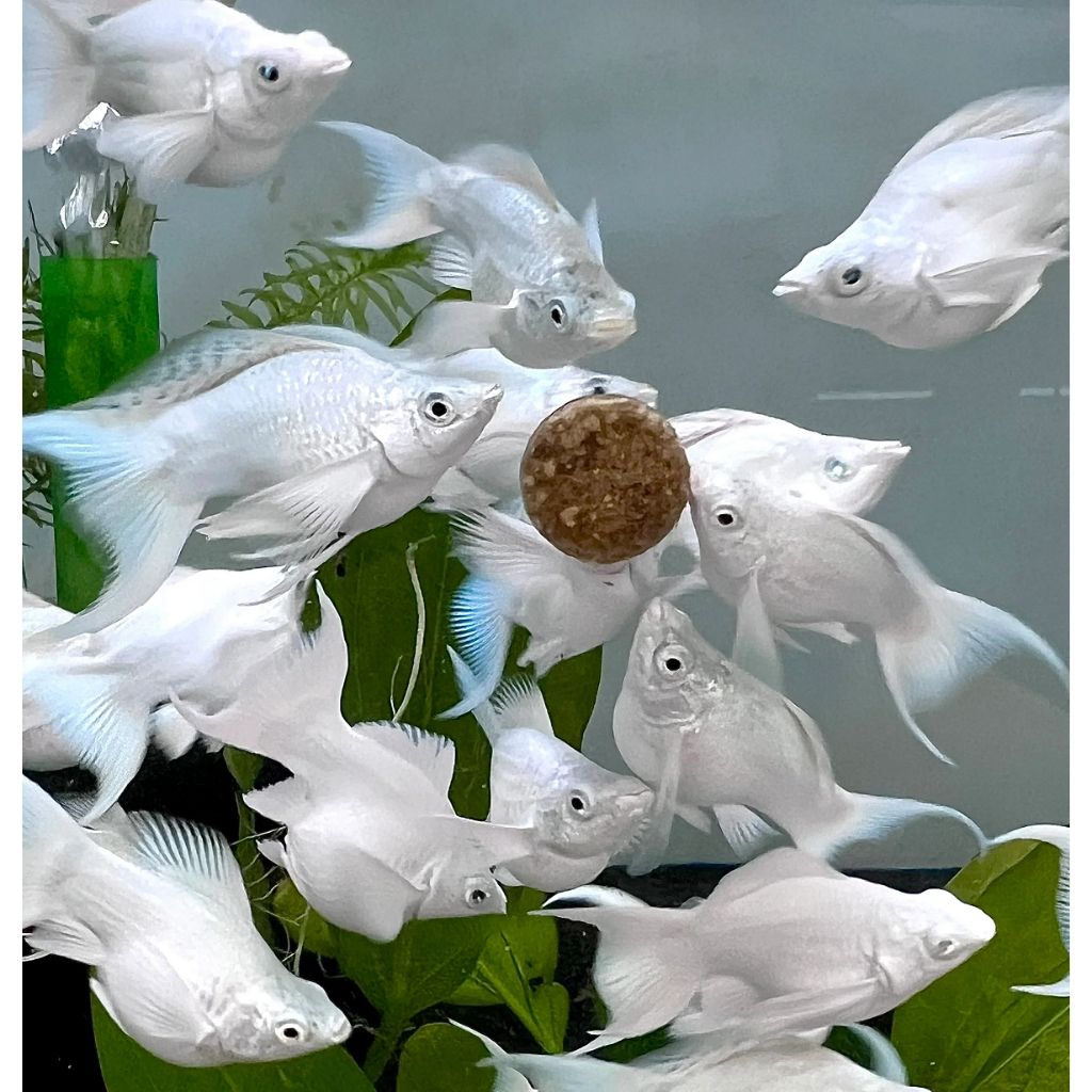 Ikan Molly Platinum Cawang