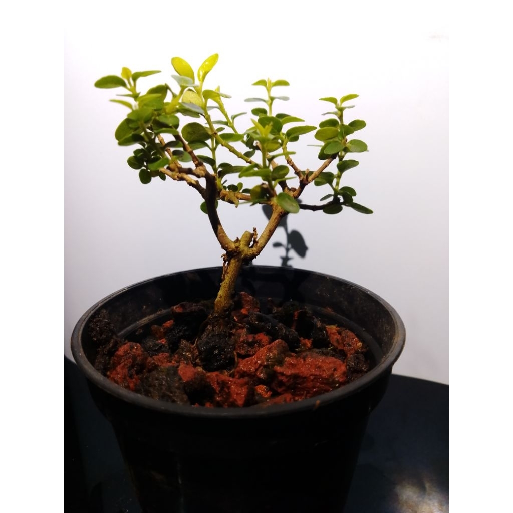 Bonsai mini sancang