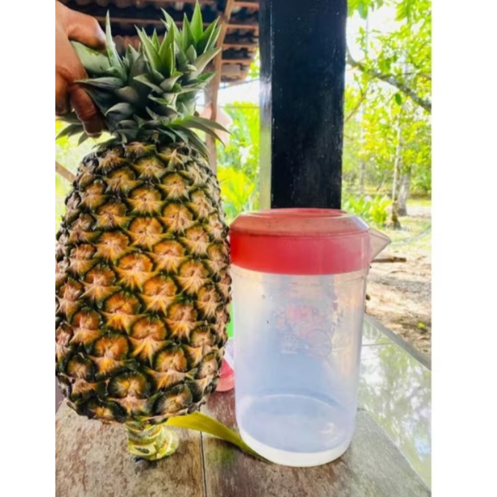 10 bibit nanas bogor