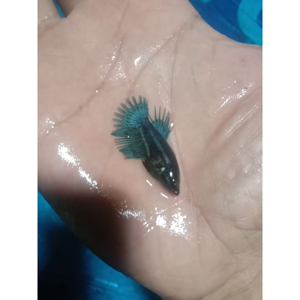 ready baru betina ikan cupang crowntail serit SNI