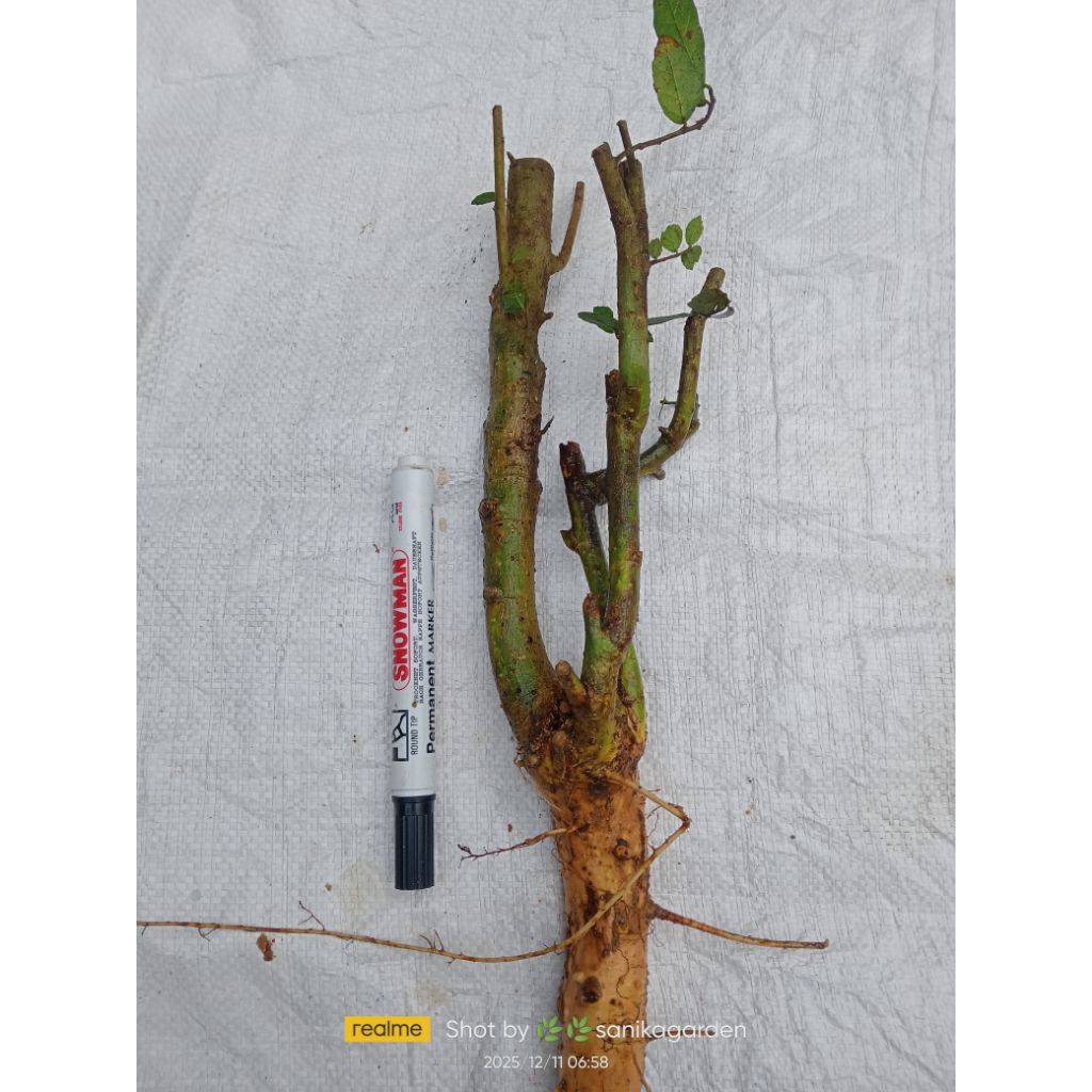 POHON SERUT FRES DONGKELAN