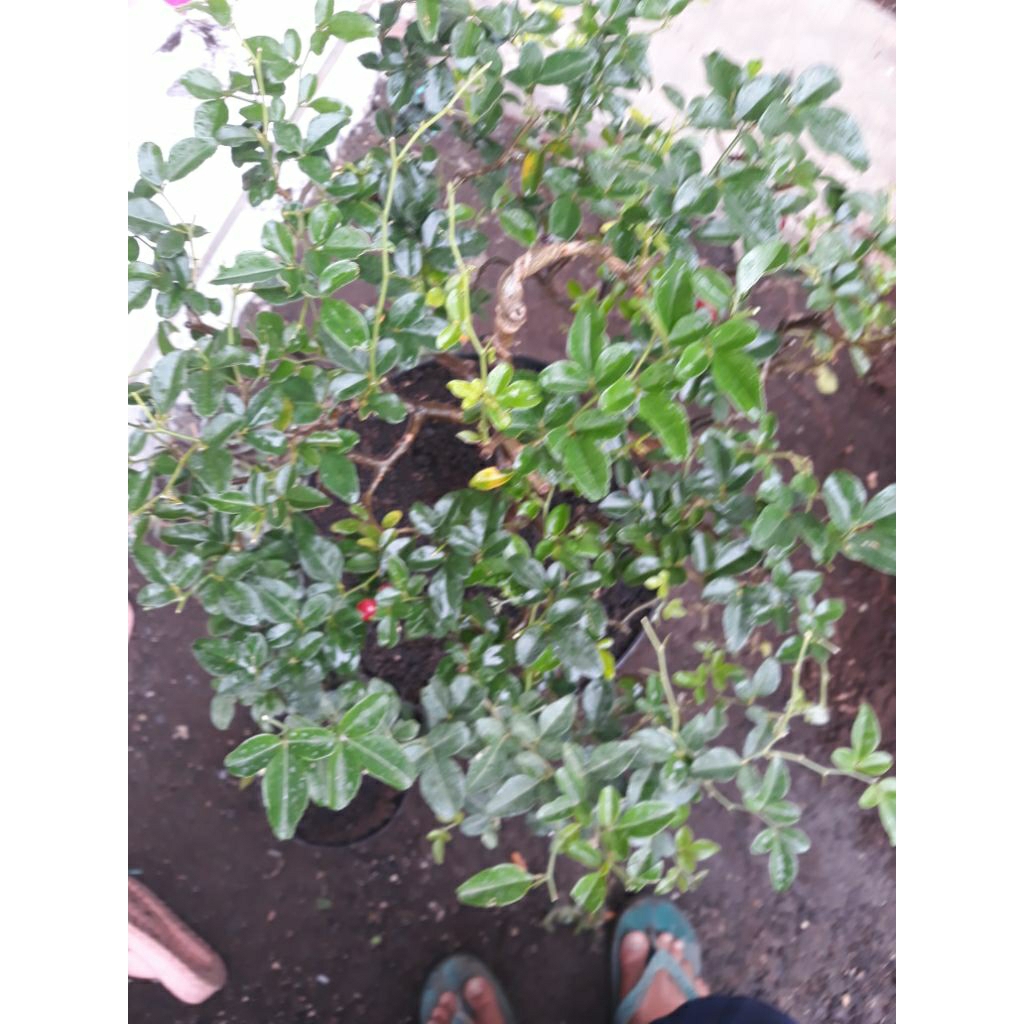 bahan bonsai jeruk kingkit