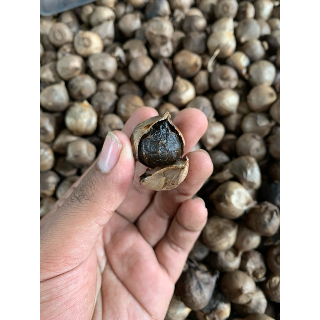 Black Garlic 1kg / Bawang hitam tunggal kemasan 1kg