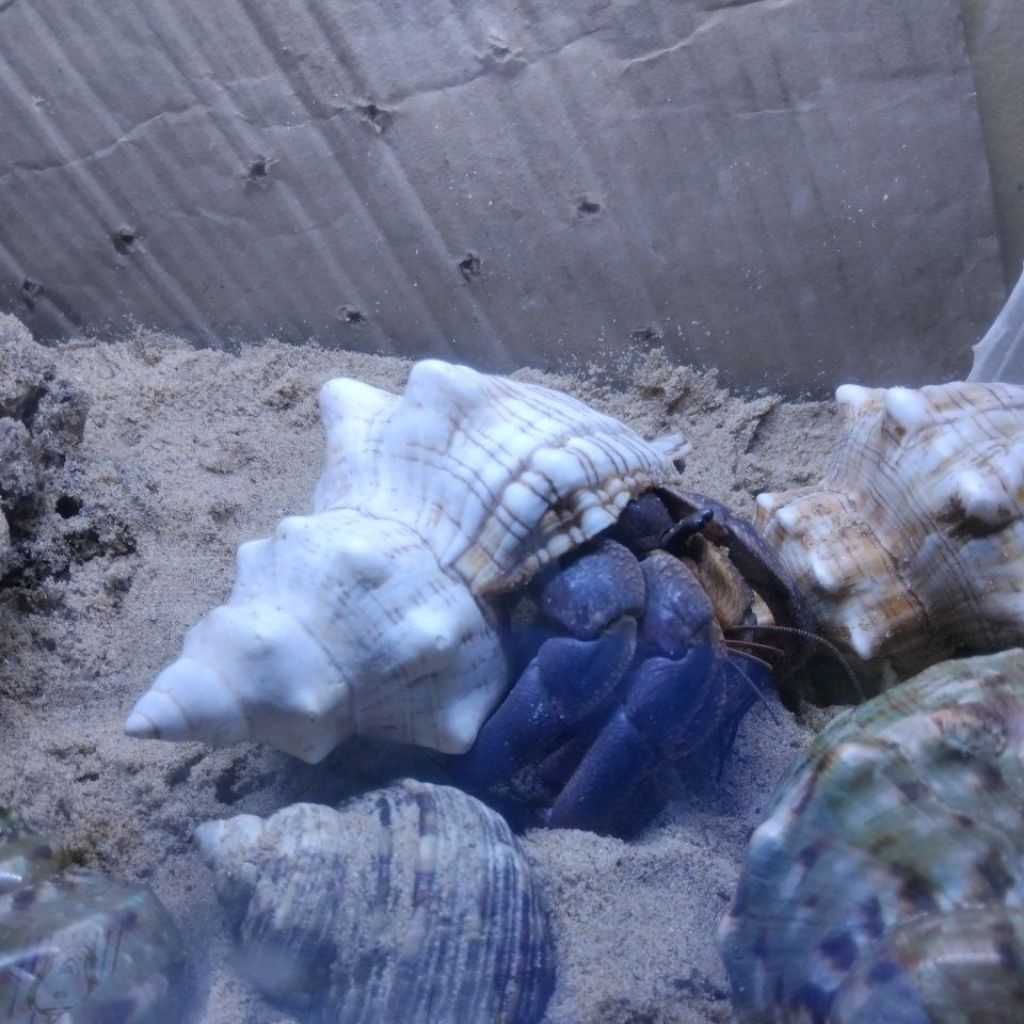 kelomang brevi size jumbo