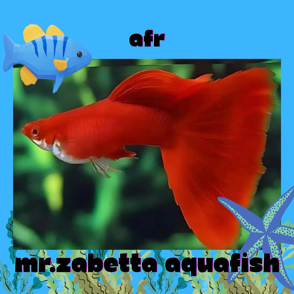 hiasan aquarium guppy afr sepasang