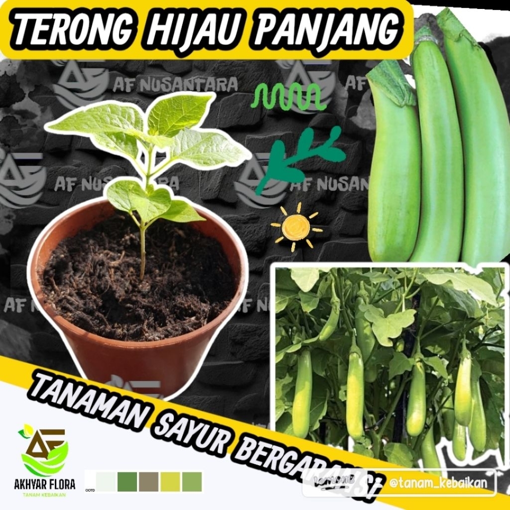Tanaman Bibit Terong Hijau Panjang Bibit Terong Hijau Panjang