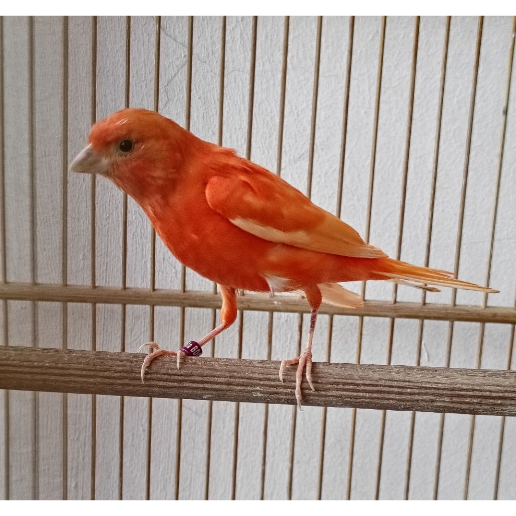 KENARI MERAH LOKAL REMAJAAN MUTASIAN JANTAN BETINA READY