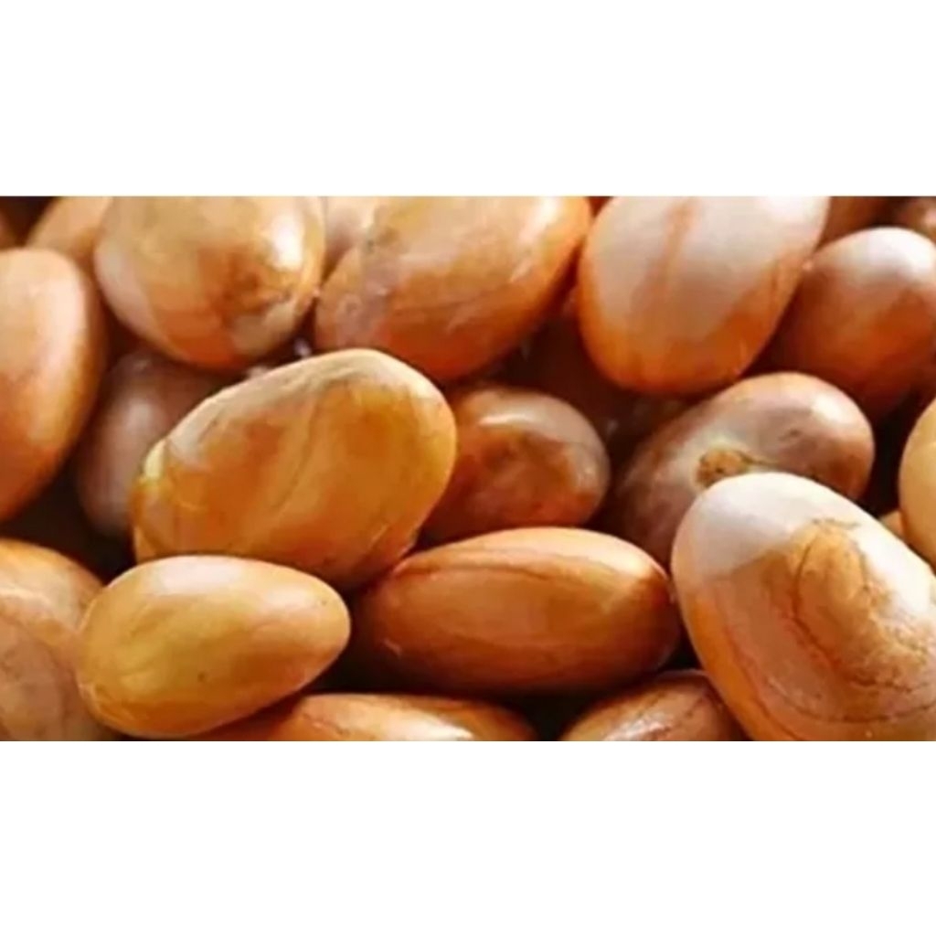 Biji Cempedak Segar. Biji buah cempedak bukan biji nangka. Min 10kg