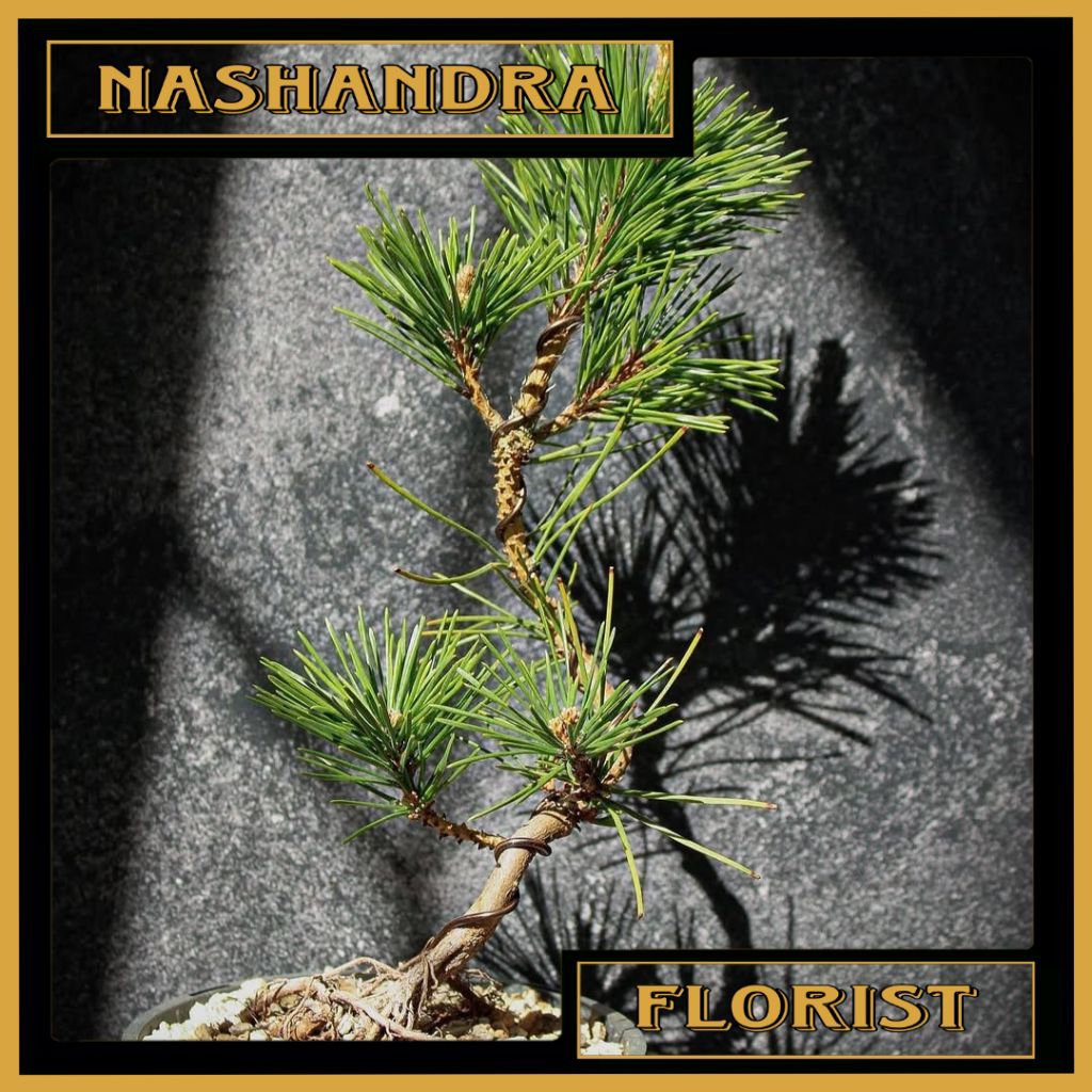 Bibit Tanaman Bonsai Japanese Black Pine | Pinus Hitam