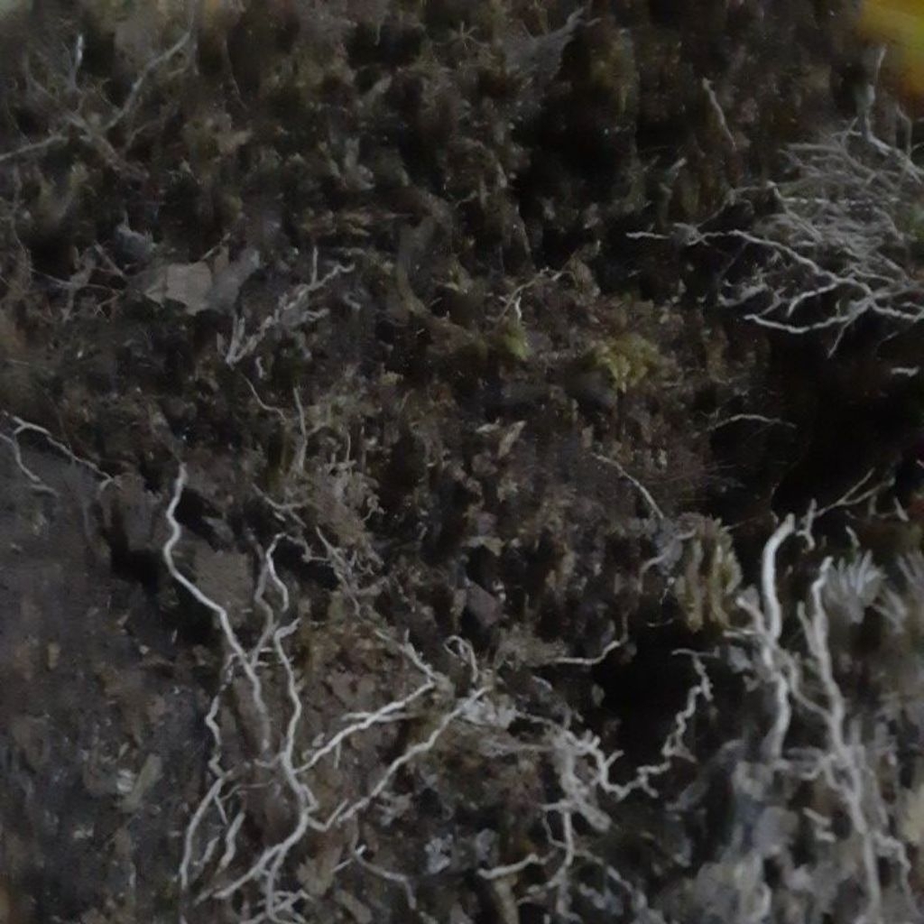 sphagnum moss, moss putih, lumut hutan media tanam serbaguna