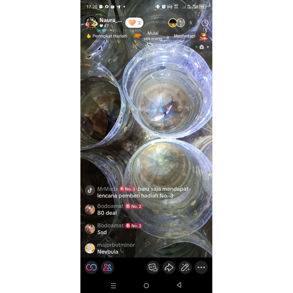 sepasang avatar nebula